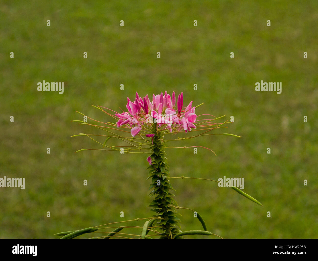 Flower Cleome serrulata as Rocky Mountain bee plant/bee weed Stock Photo