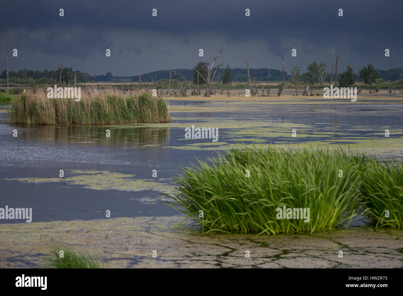 Feuchtgebiet feuchtbiotop hires stock photography and images Alamy