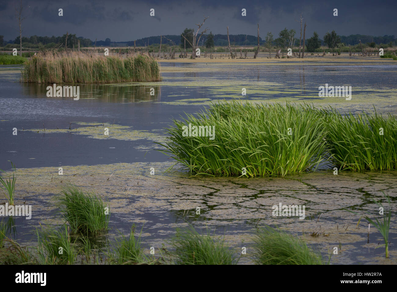 Feuchtgebiet feuchtbiotop hires stock photography and images Alamy