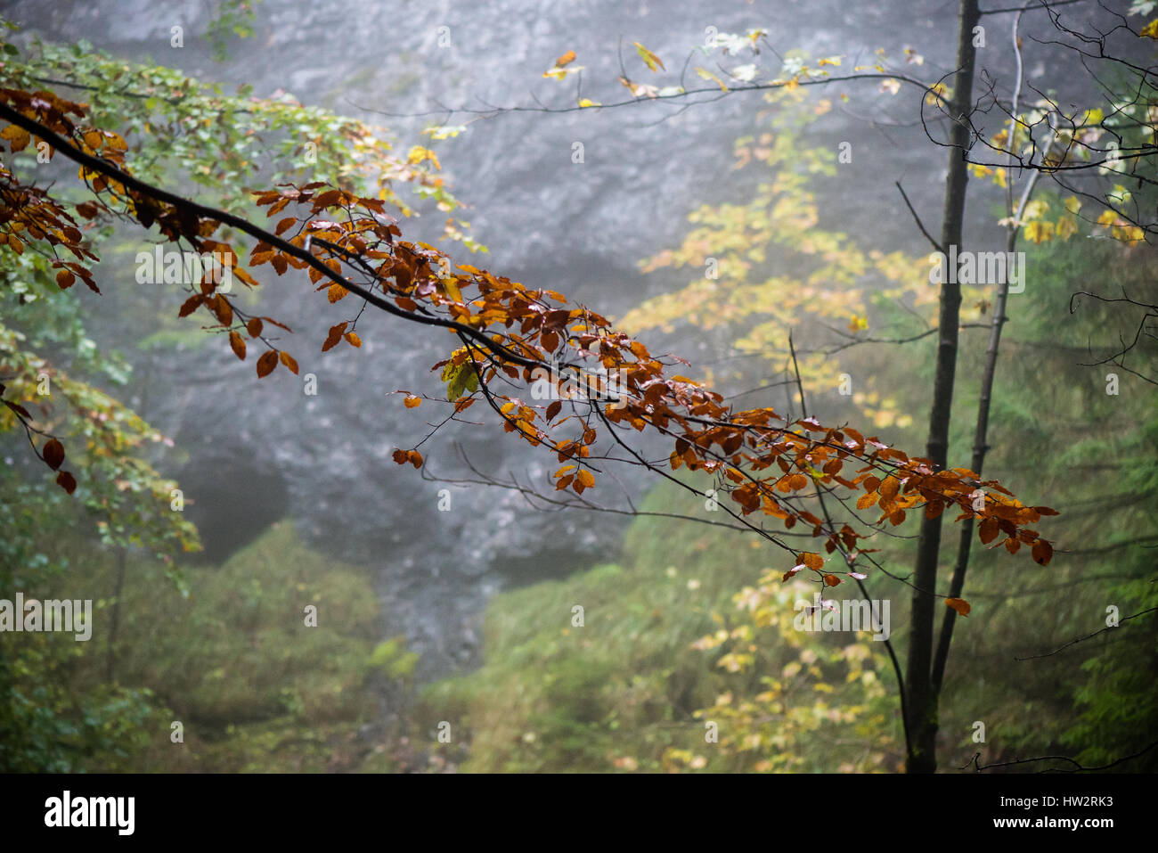 Heavy Mist colorful autumn trees in heavy mist in wet forest after rain. scenic ...