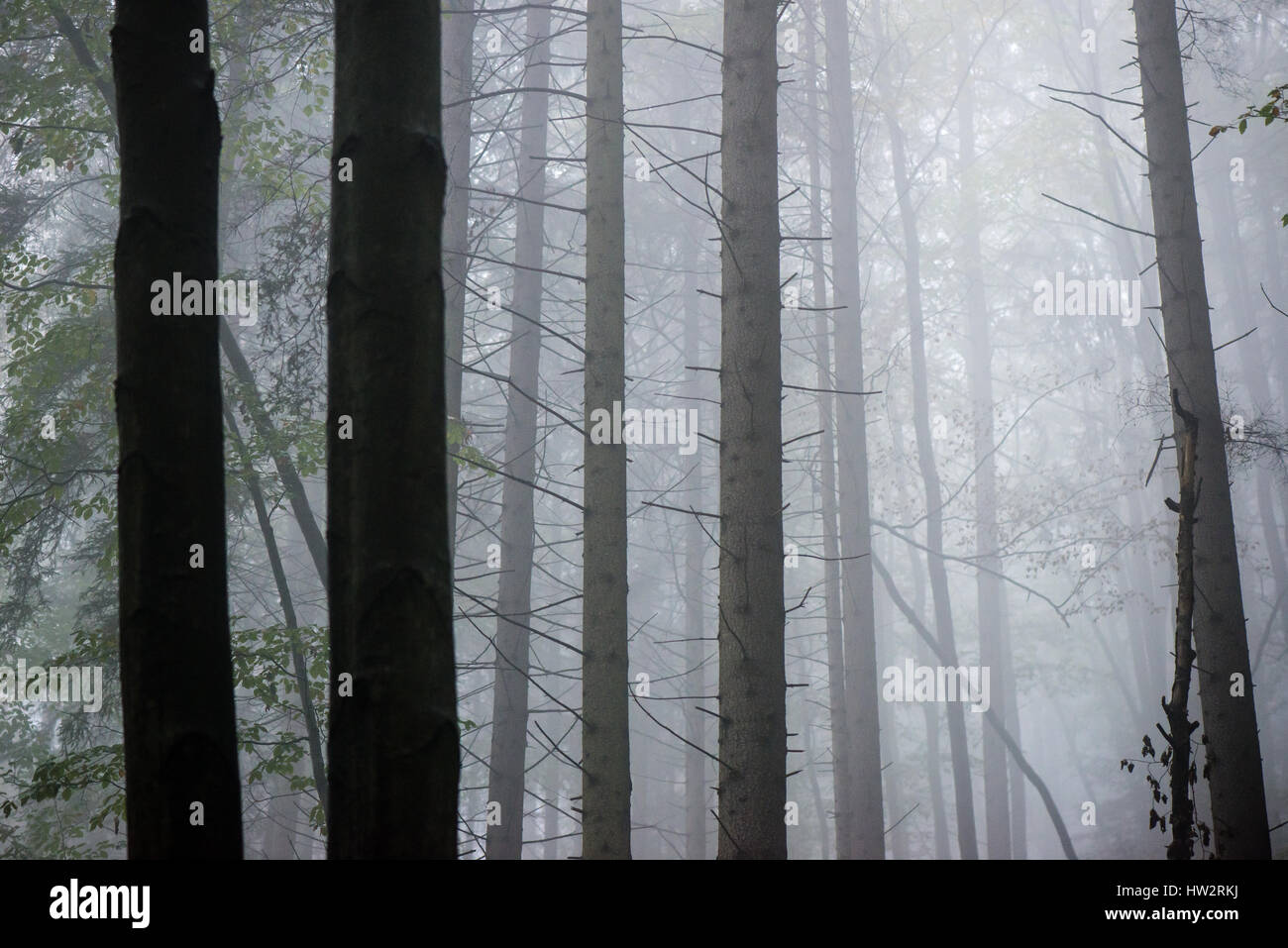 Heavy Mist colorful autumn trees in heavy mist in wet forest after rain. scenic ...