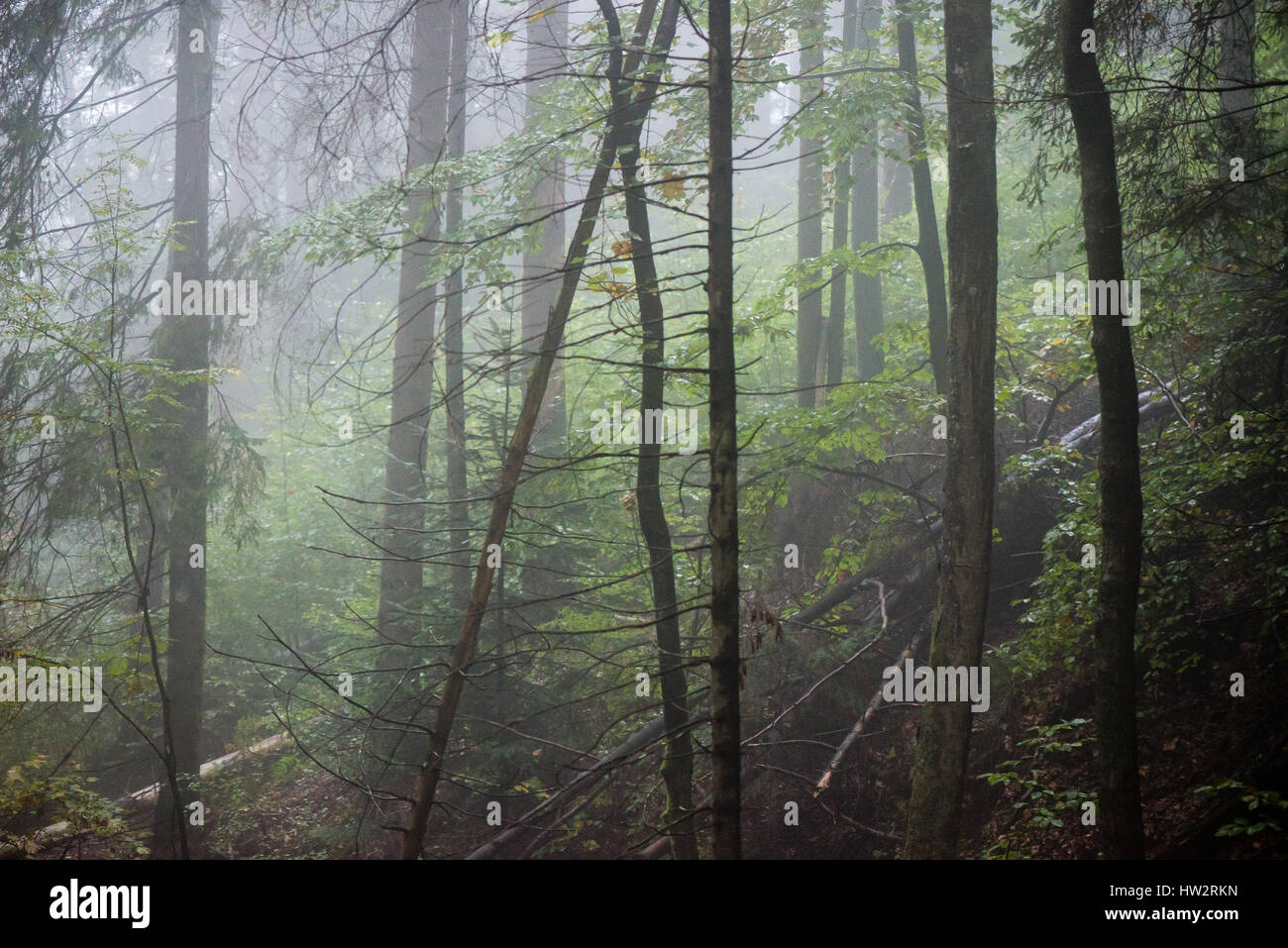 Heavy Mist colorful autumn trees in heavy mist in wet forest after rain. scenic ...
