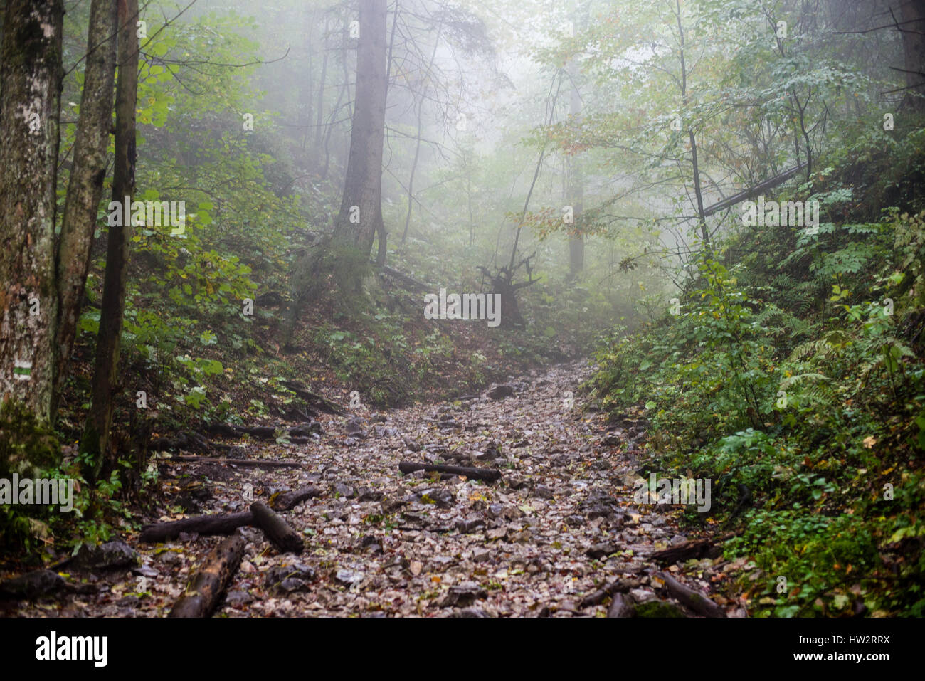 Heavy Mist colorful autumn trees in heavy mist in wet forest after rain. scenic ...