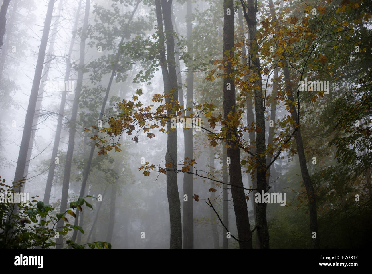 Heavy Mist colorful autumn trees in heavy mist in wet forest after rain. scenic ...