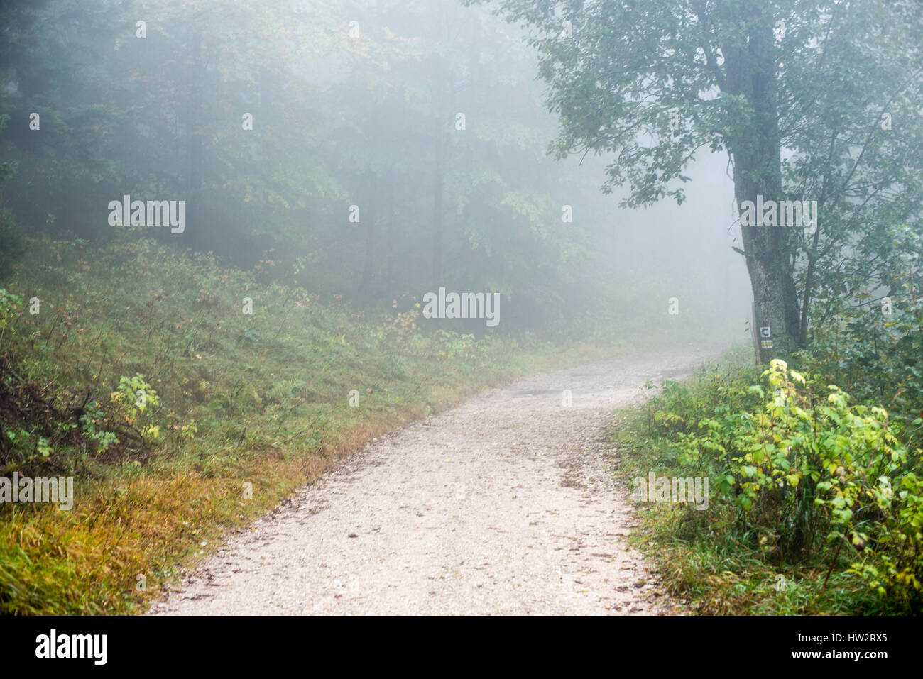 Heavy Mist colorful autumn trees in heavy mist in wet forest after rain. scenic ...