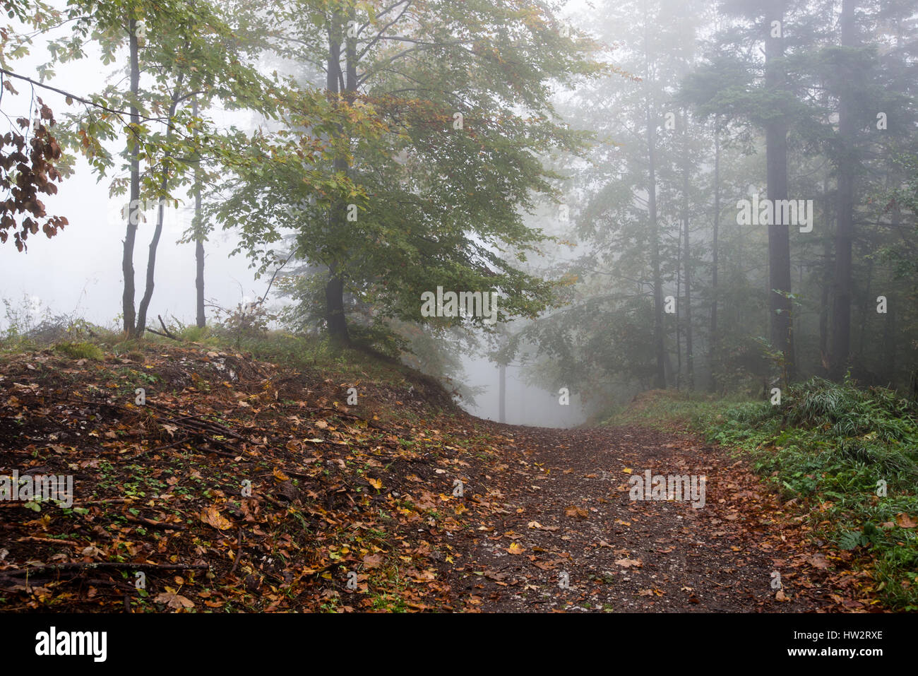 Heavy Mist colorful autumn trees in heavy mist in wet forest after rain. scenic ...