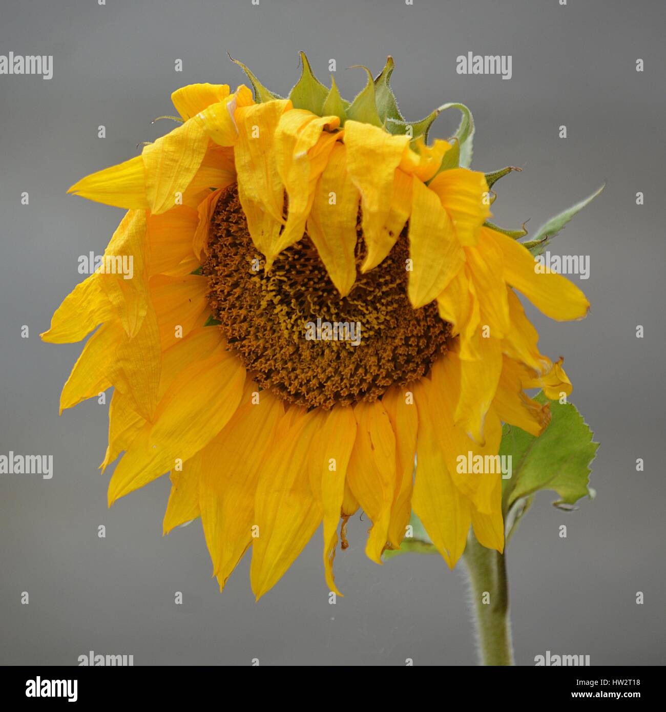 Fleur de tournesol . Stock Photo