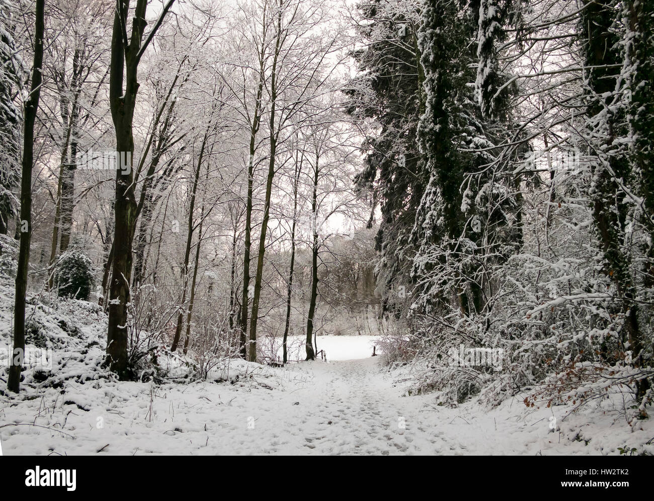 Forest after the first snow in Aachen, Germany Stock Photo Alamy