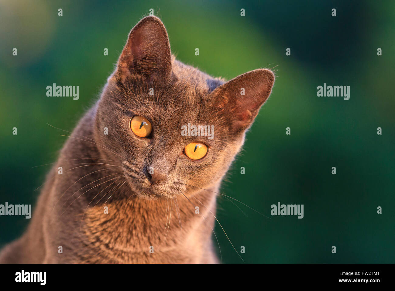 British cat portrait on a green background,pets, friend of man, good hair, good mood, thoroughbred animal, man and animals Stock Photo