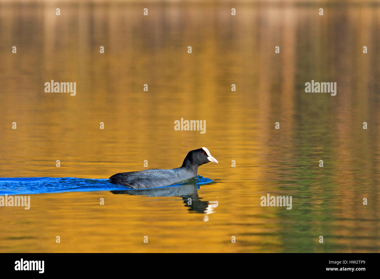 Coot floating on the water gold,spring, migratory birds, birds, forest