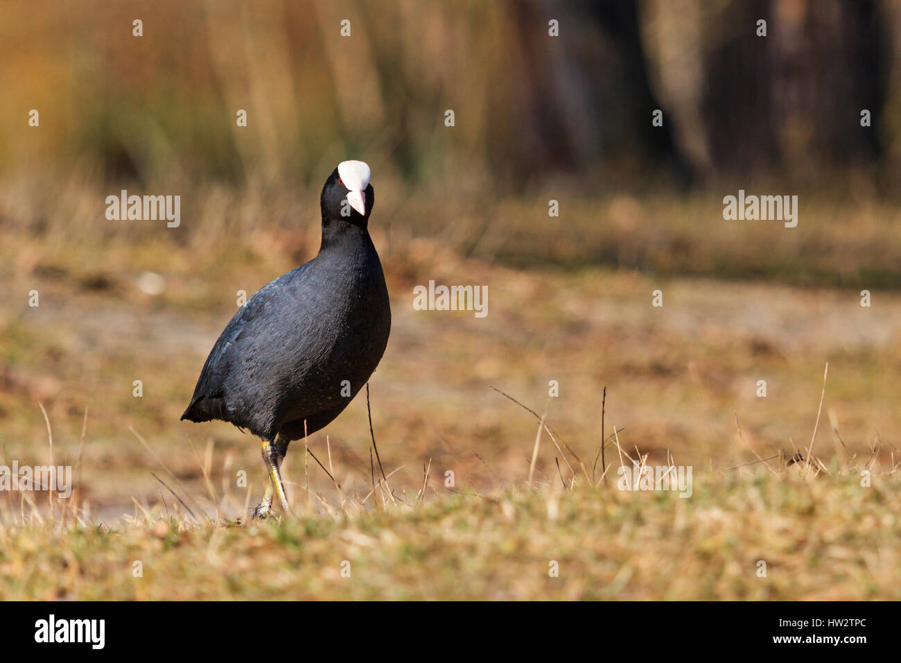 coot standing on the lawn,spring, migratory birds, birds, forest lake