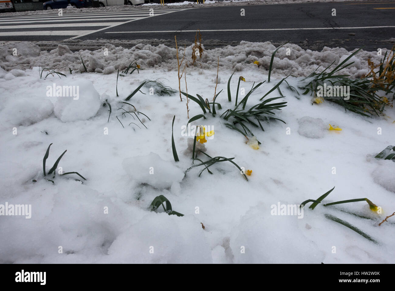 Yellow flowers, limp from freeze, stand in icy snow after late winter snowstorm in urban planter alongside highway.  Washington, DC Stock Photo