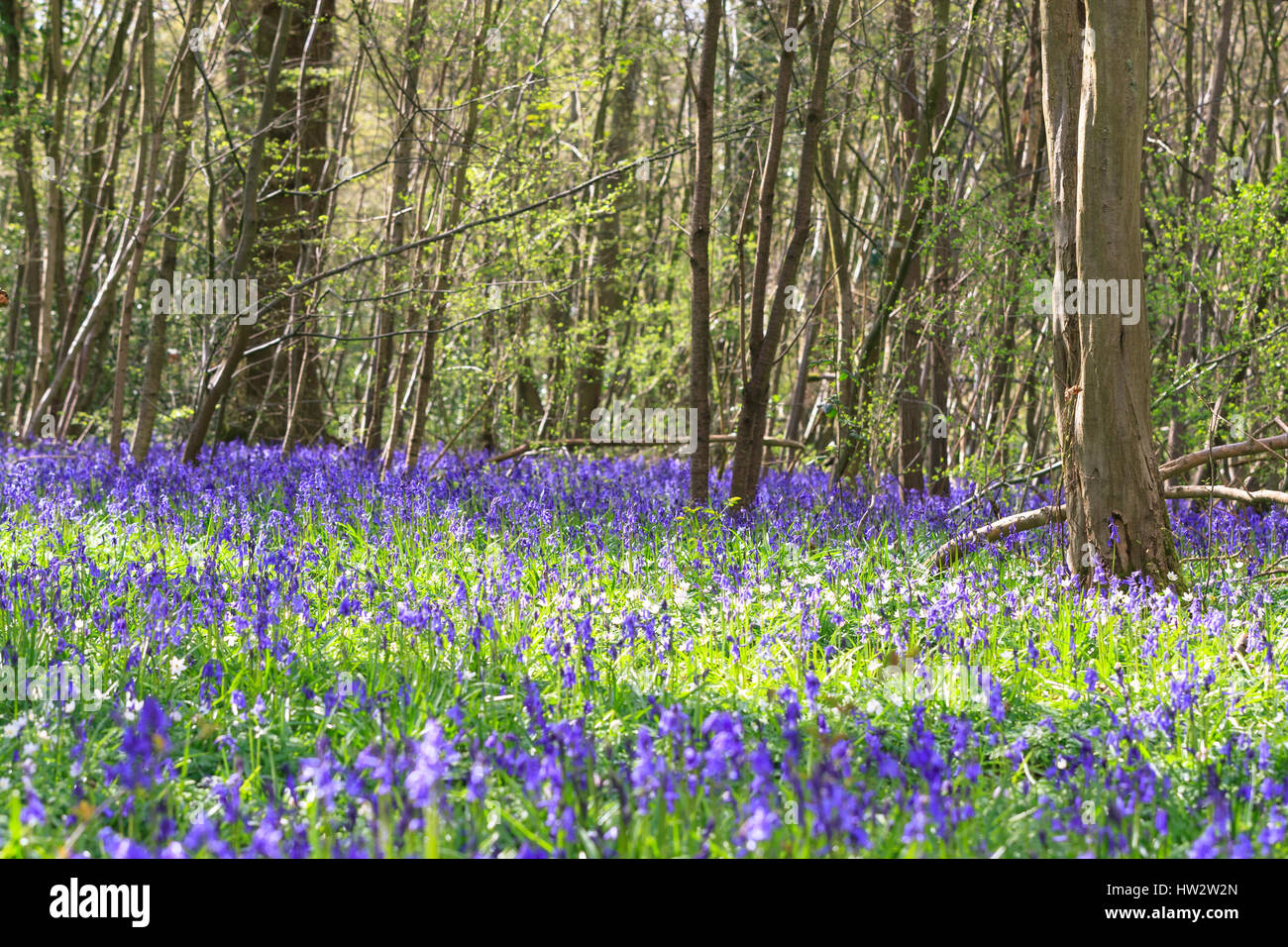 Hamstreet woods national nature reserve hi-res stock photography and ...