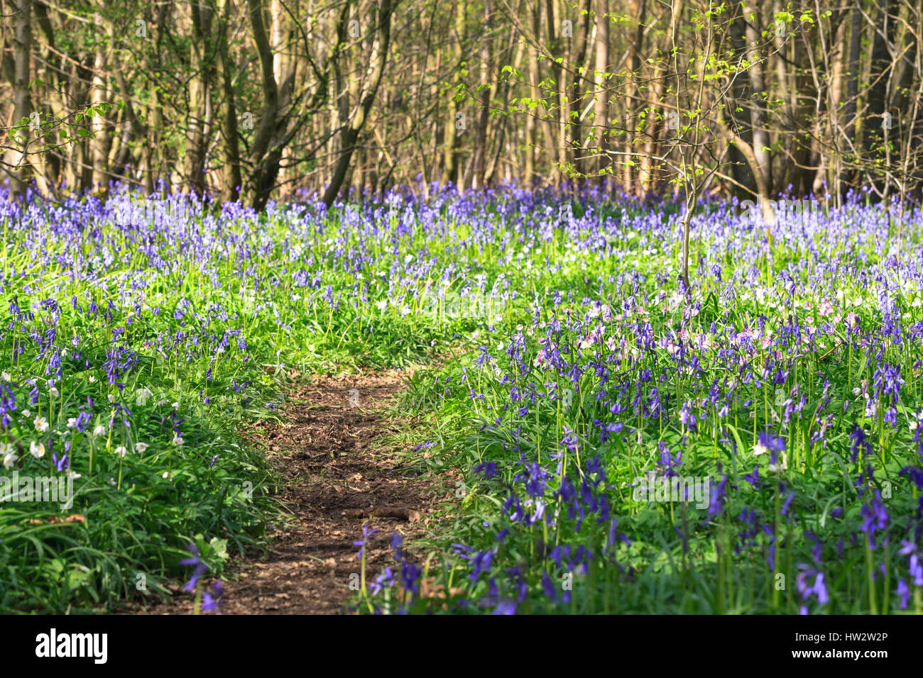 Carpet of English Bluebells Hyacinthoides non-scripta (Endymion non-scriptus) with path in the Ham Street Woods National Nature Reserve, Hamstreet, uk Stock Photo