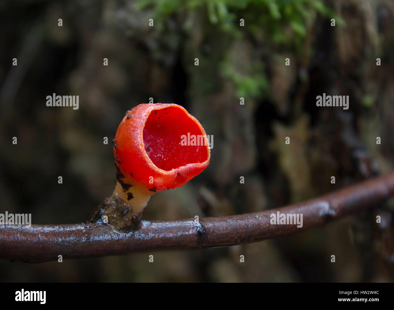 Red Cup Fungi - Scarlet elf cup. Sarcoscypha coccinea Stock Photo