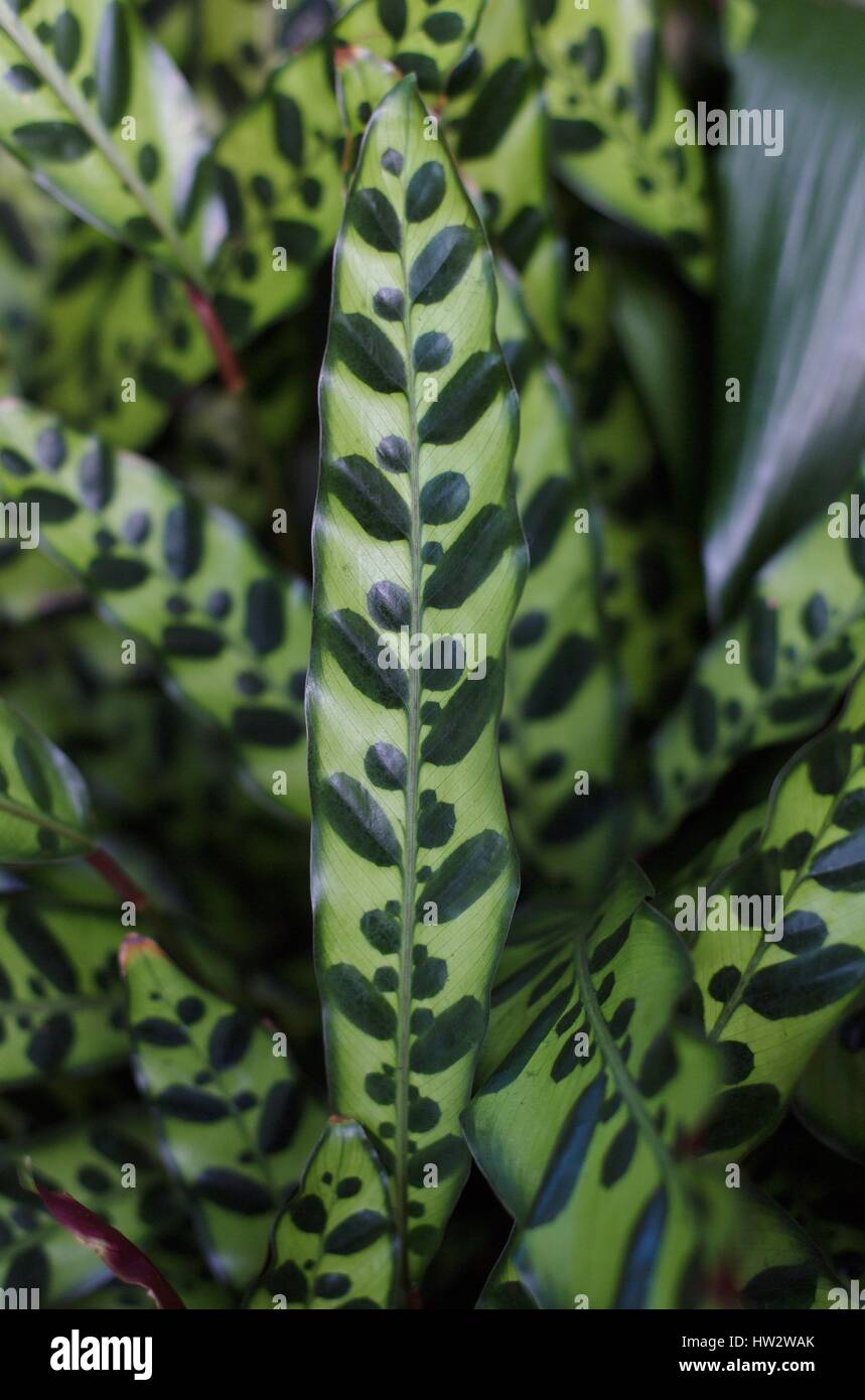 Leaves of a rattlesnake plant. Stock Photo