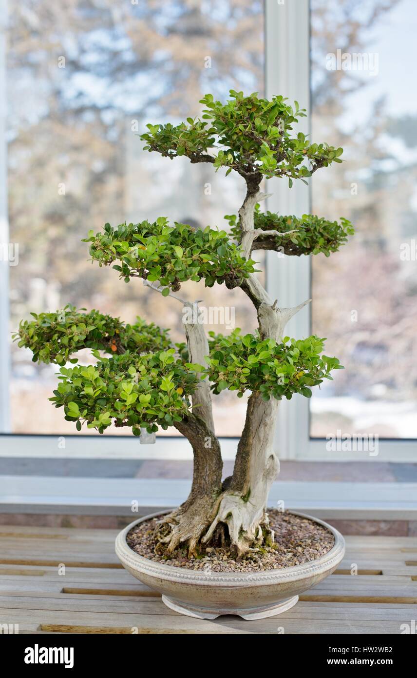 Boxwood bonsai hi-res stock photography and images - Alamy