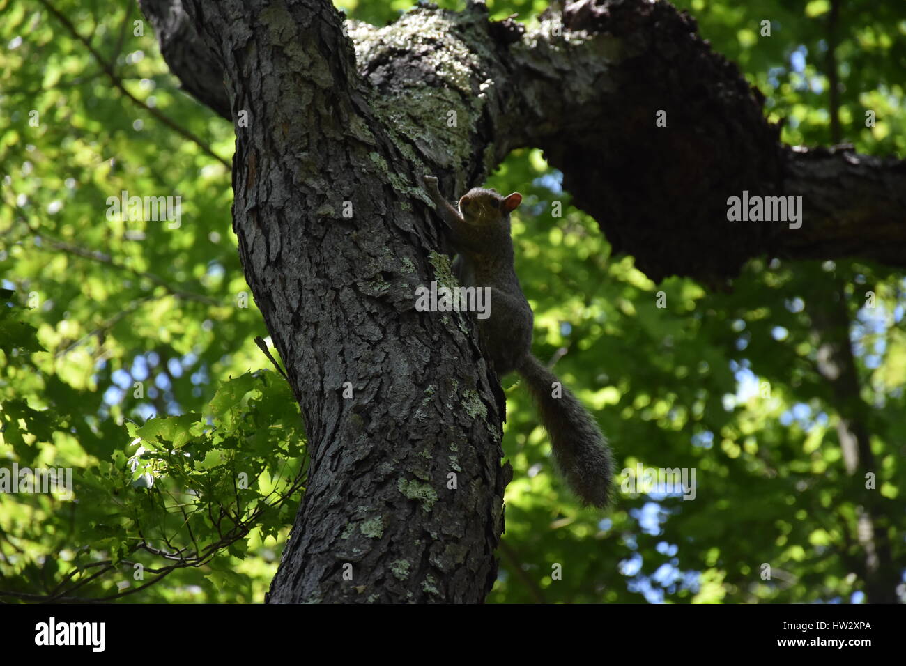 Squirrel climbing tree in Colt State Park Bristol, RI. Stock Photo