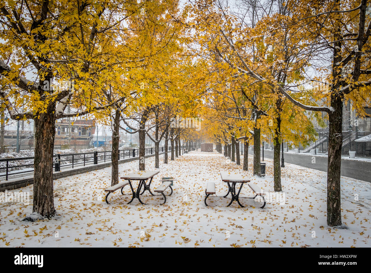 Walkway on the first snow with yellow leaves falling of trees - Montreal, Quebec, Canada Stock Photo