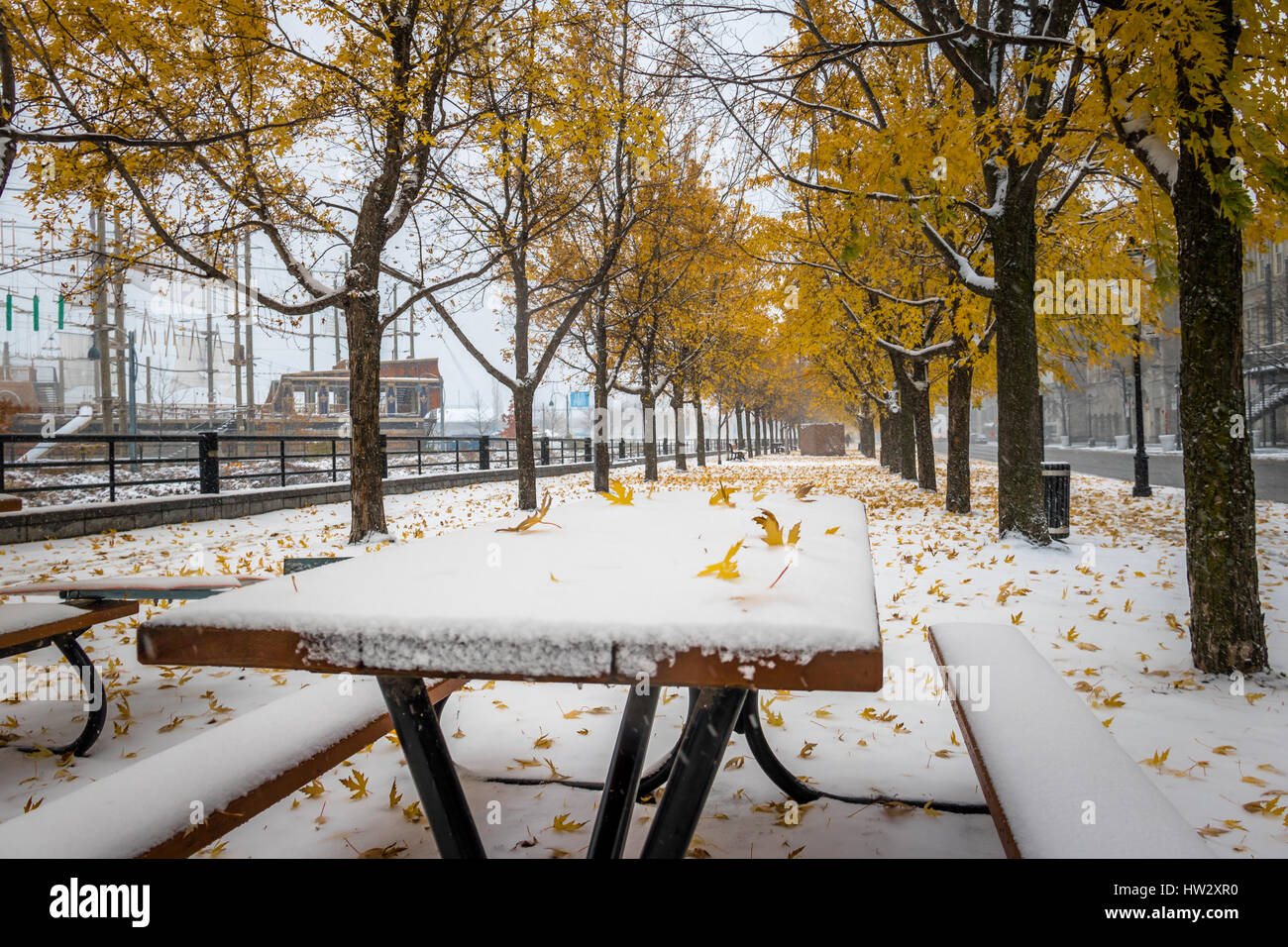 Walkway on the first snow with yellow leaves falling of trees - Montreal, Quebec, Canada Stock Photo