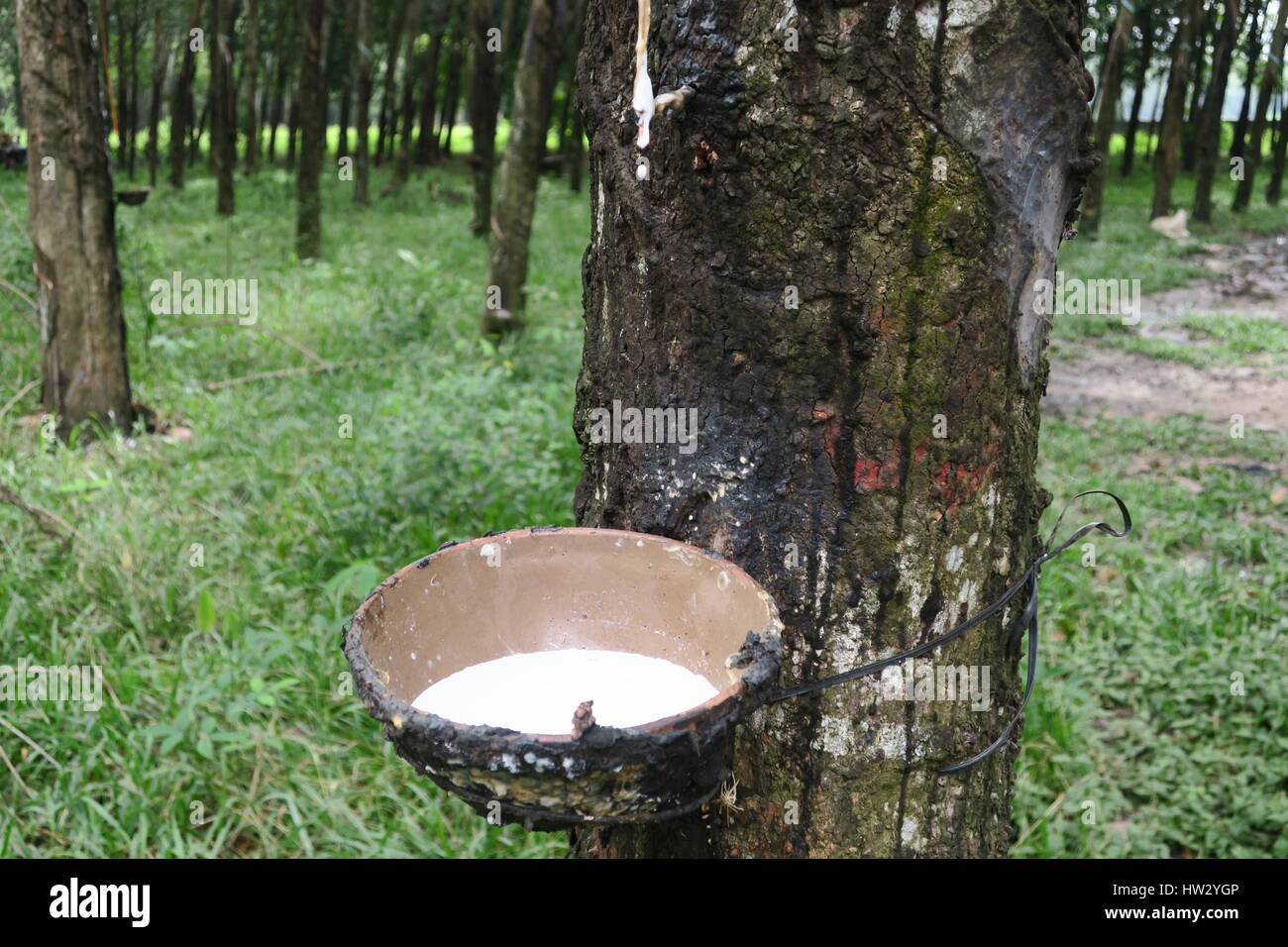 Vietnam rubber production hi-res stock photography and images - Alamy