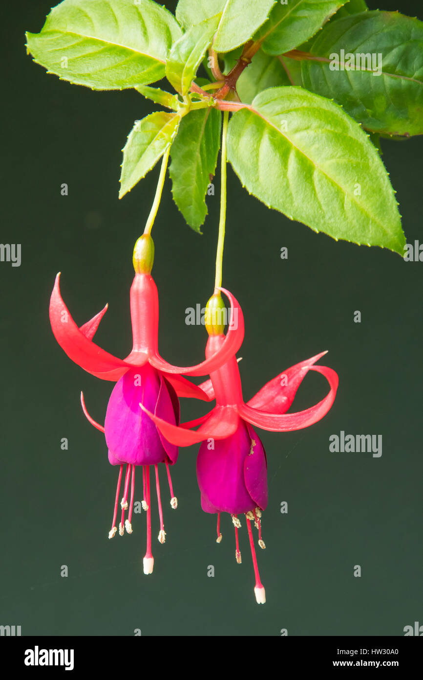 Fuchsia 'Lady's Eardrops' in the Flower Dome, Gardens by the Bay, Singapore Stock Photo