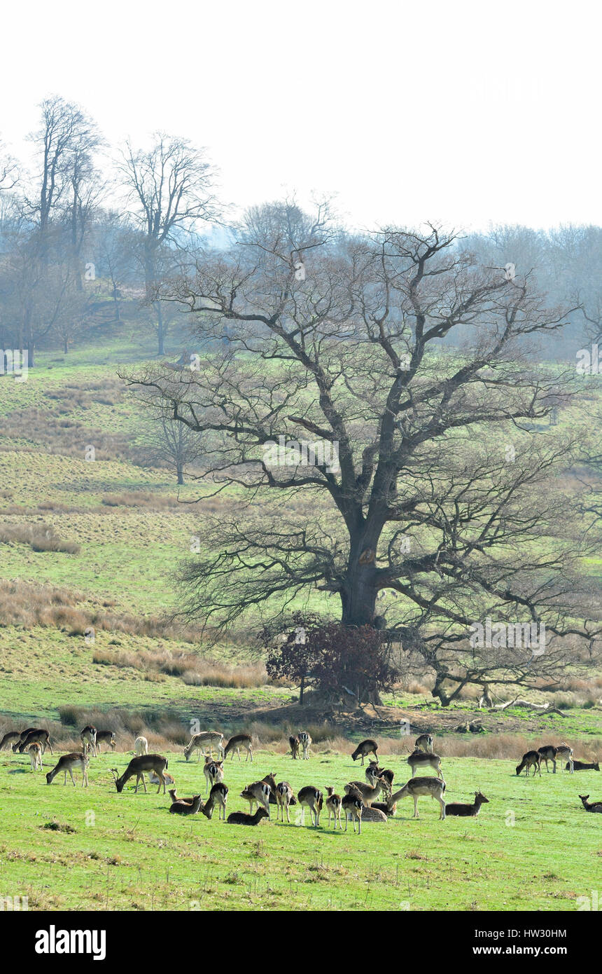 Boughton Monchelsea Village, Maidstone, Kent, England. Fallow Deer in