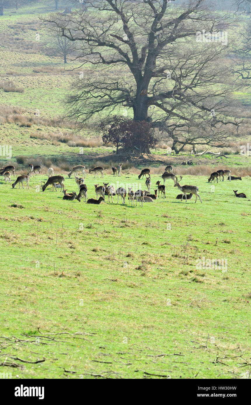 Boughton Monchelsea Village, Maidstone, Kent, England. Fallow Deer in