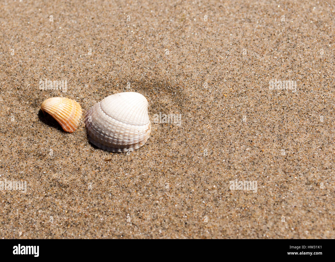 background image of 2 small shells in sand on the beach Stock Photo