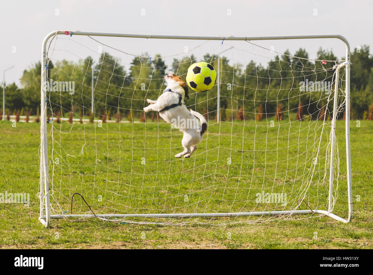 Scoring soccer goal to funny keeper at football pitch Stock Photo - Alamy Scoring soccer goal to funny keeper at football pitch Stock Photo - Alamy