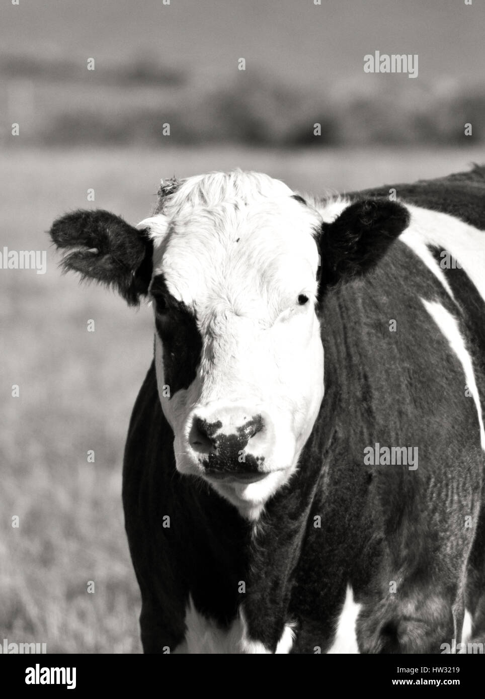 Portrait of a cow Stock Photo - Alamy