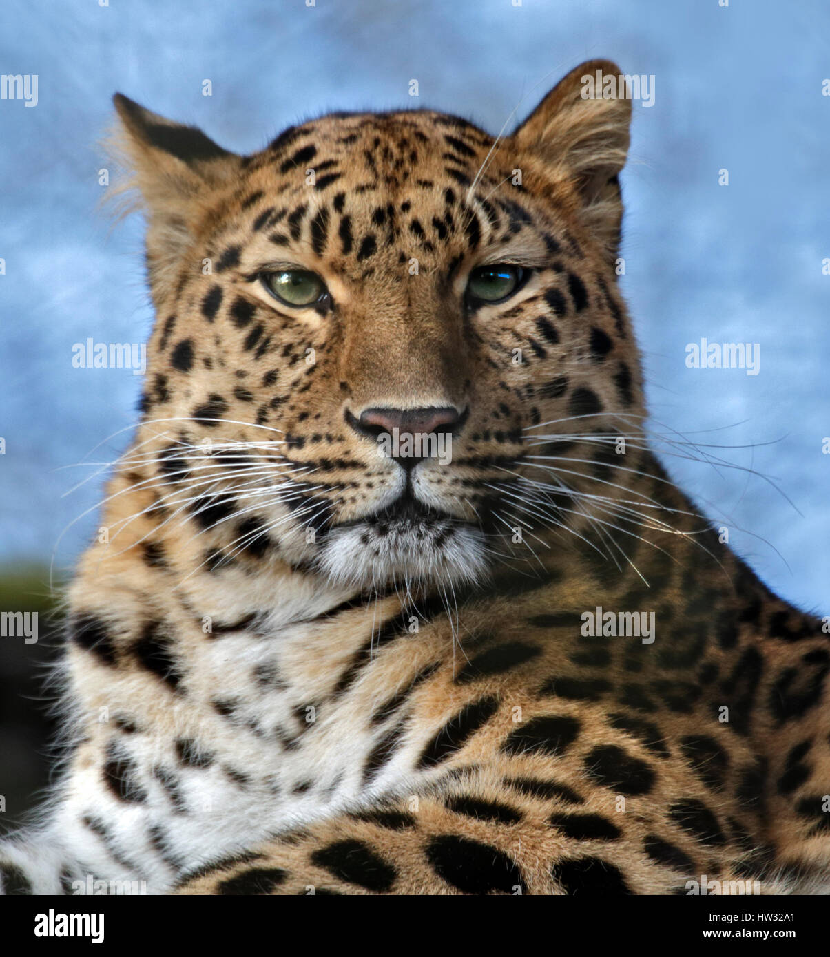 Amur Leopard (panthera pardus orientalis) female Stock Photo