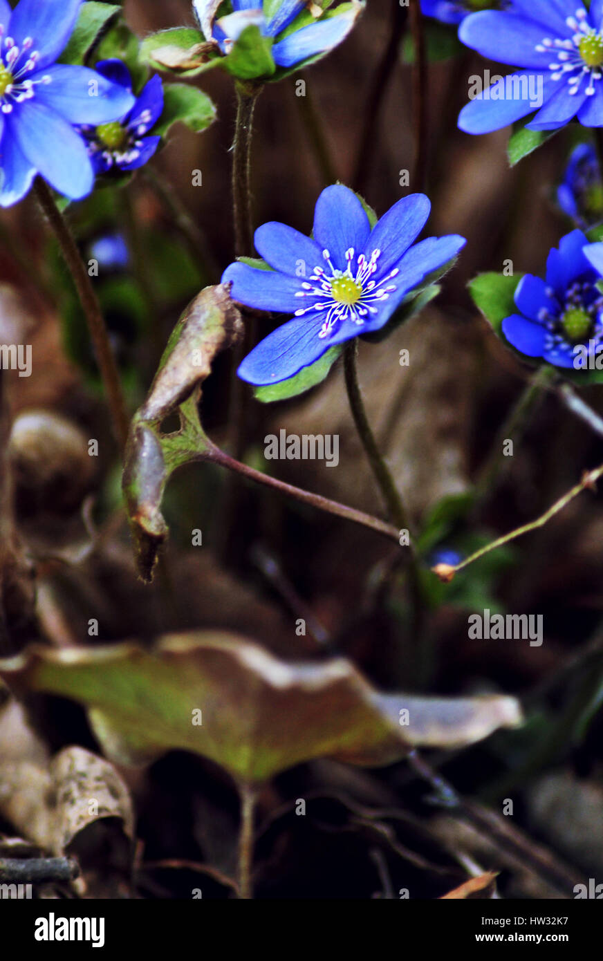 Beautiful blue flowers, spring Stock Photo - Alamy