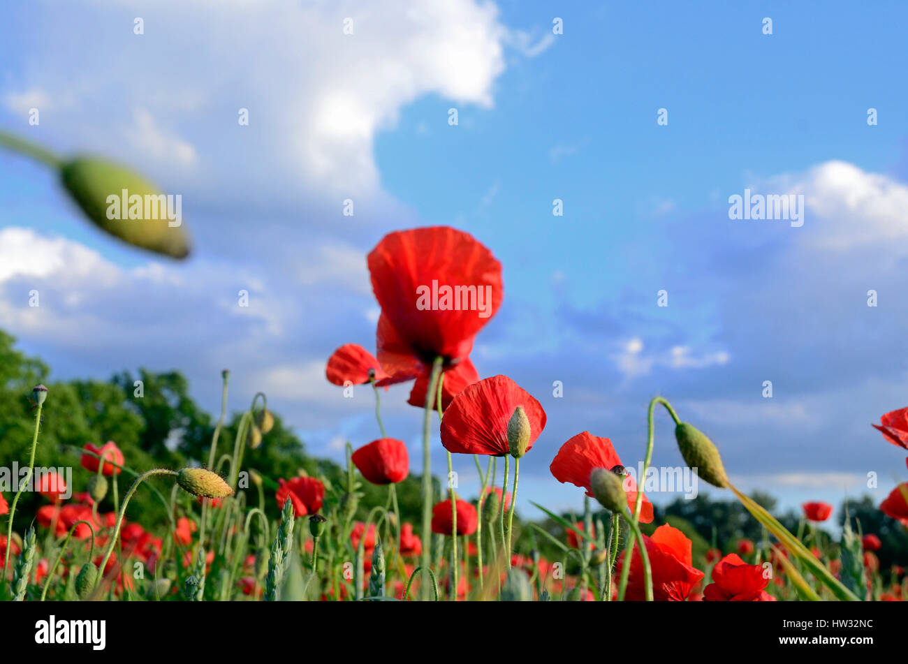 Red poppies against a blue sky Stock Photo - Alamy