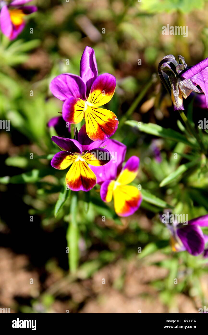Estonian flower Võõrasema Stock Photo - Alamy