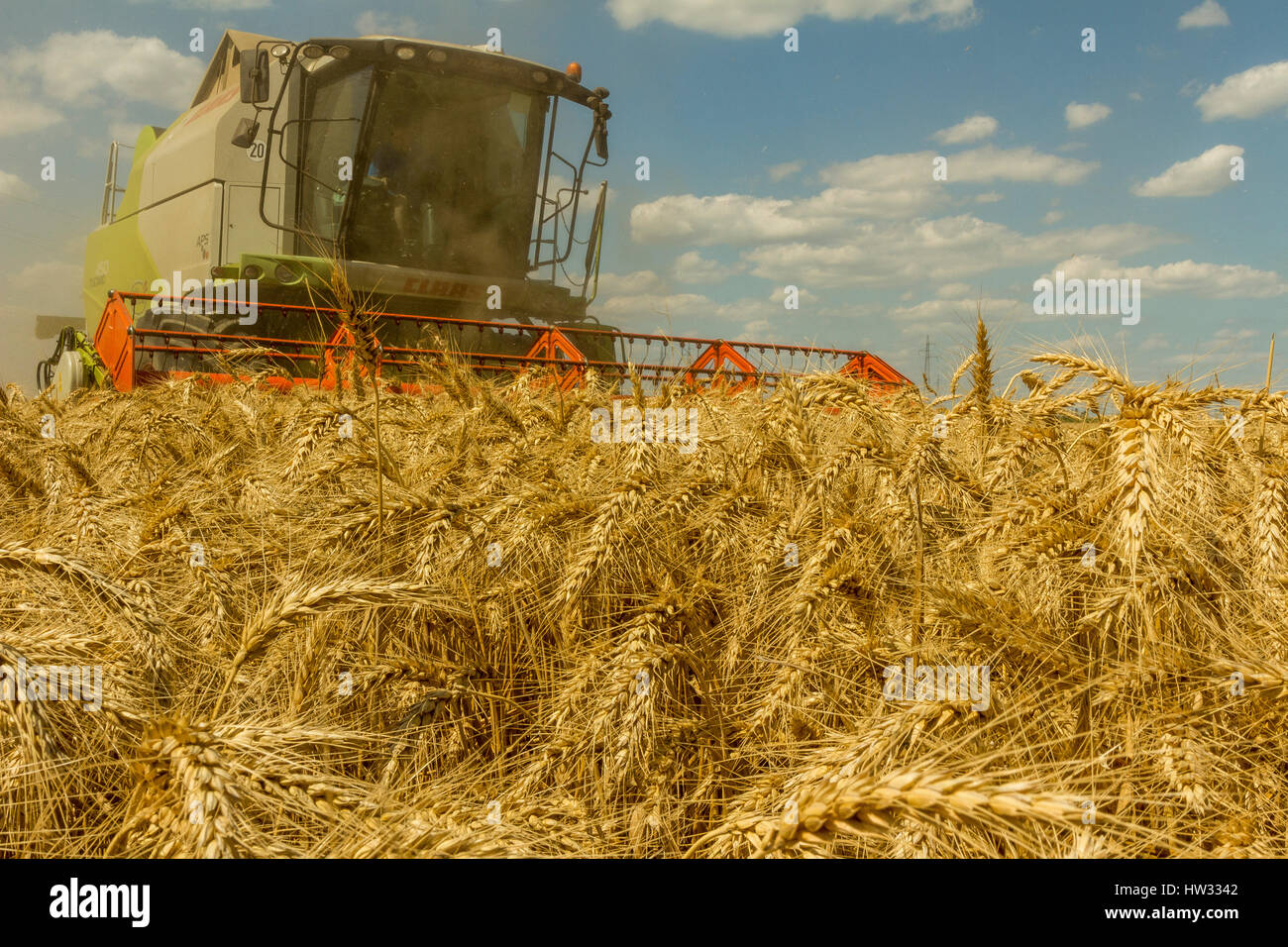 harvest grain on the field Stock Photo - Alamy