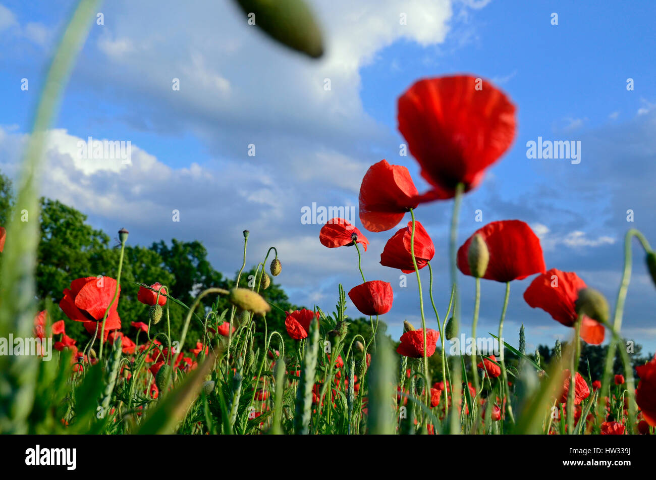 Red poppies against a blue sky Stock Photo