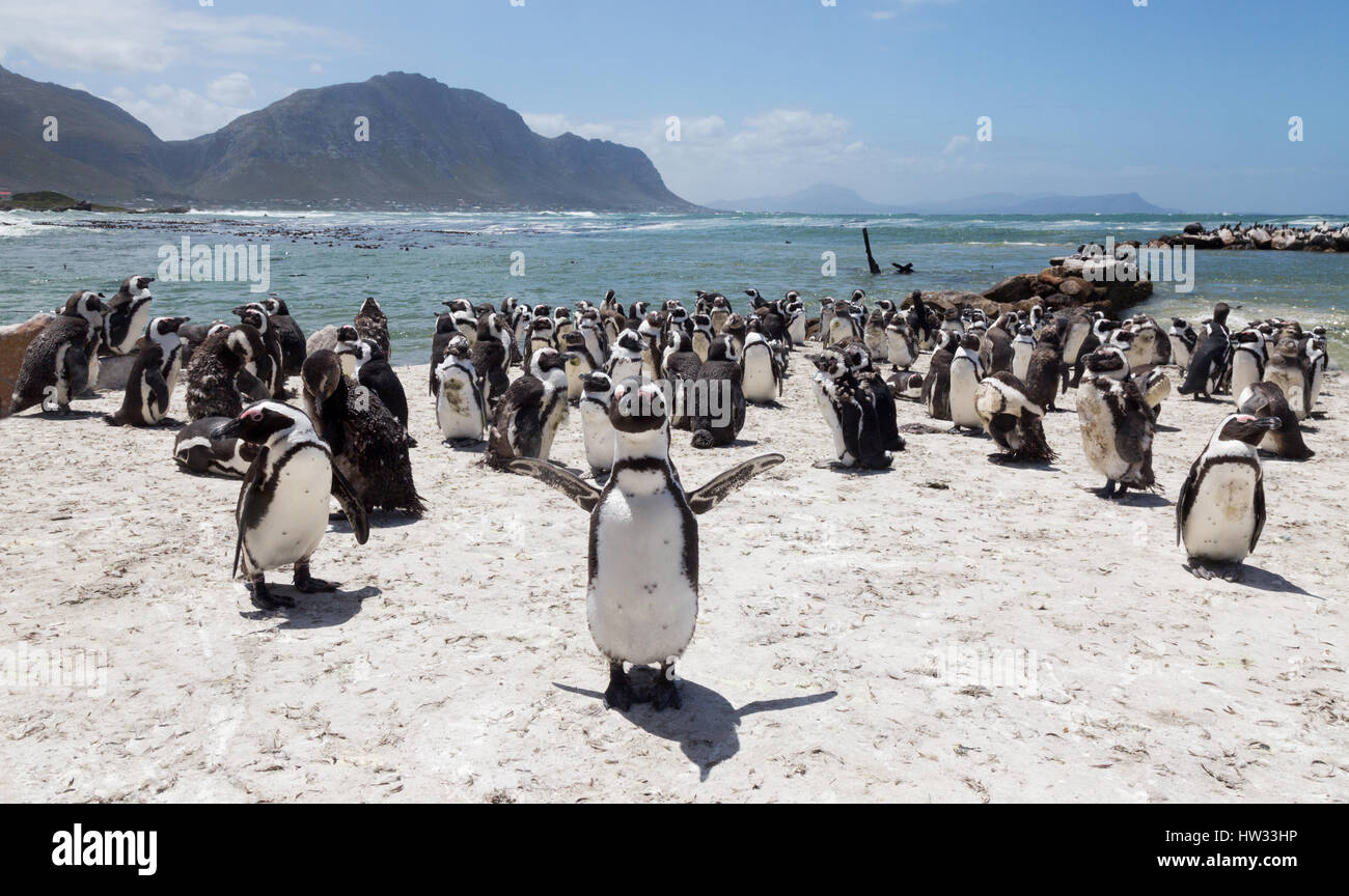 Penguins - African penguins - Spheniscus demersus - in a colony at Bettys Bay near Hermanus, Western Cape, South Africa Stock Photo