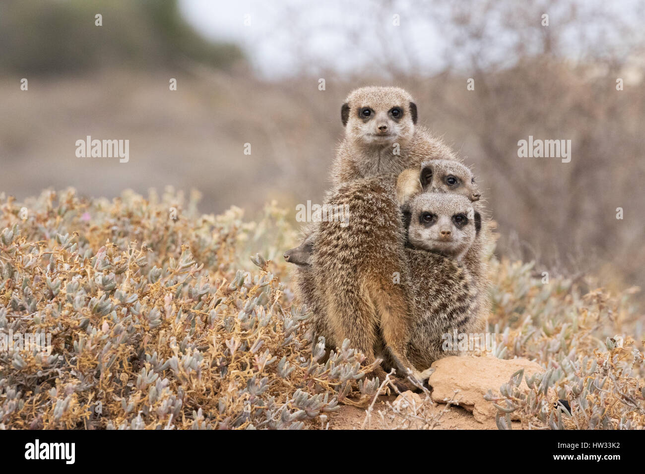 Meerkats - Suricata suricatta; Group of meerkats by their burrow at dawn; Oudsthoorn, the Karoo, South Africa Stock Photo