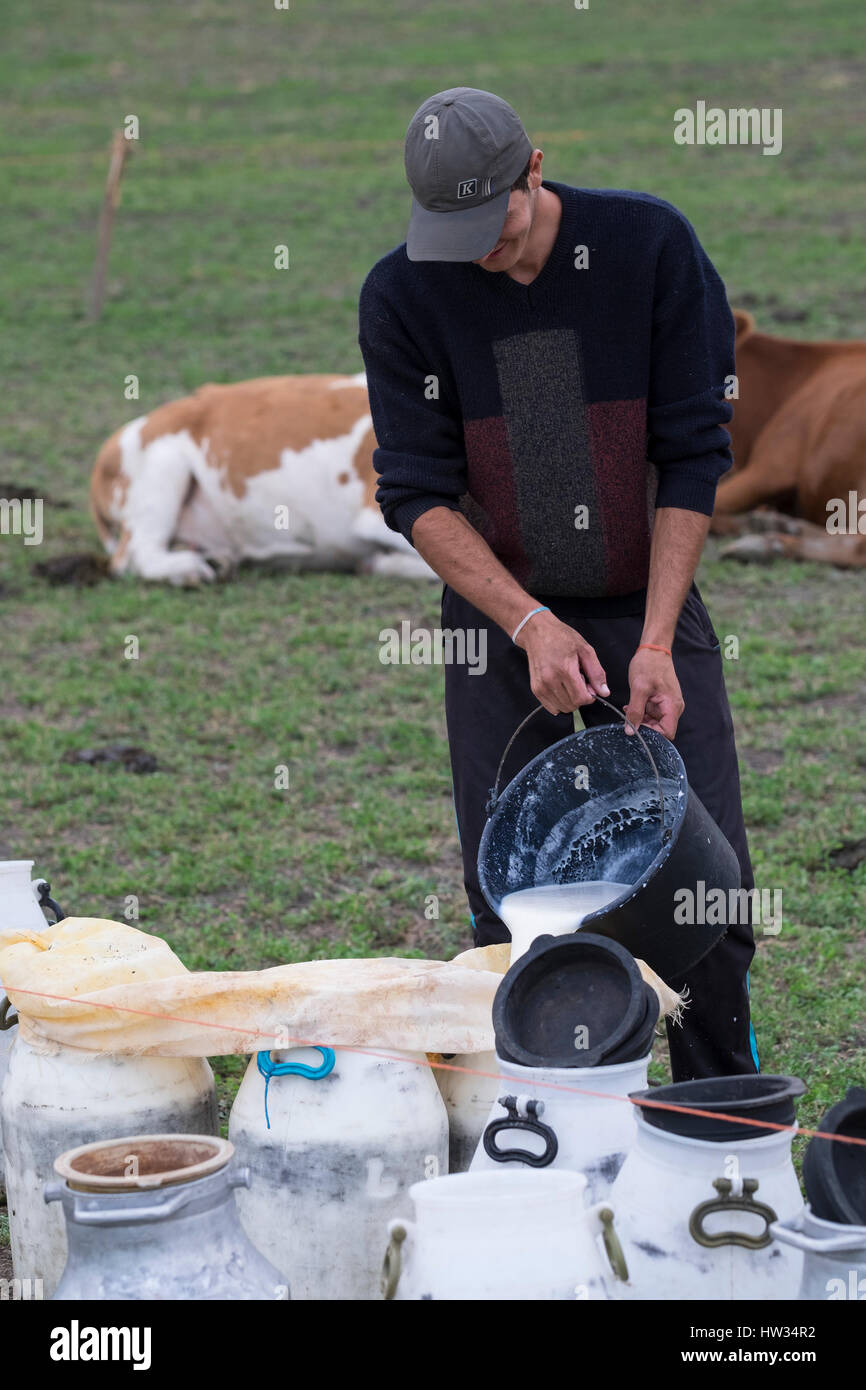 Man pouring fresh cows milk from a bucket into large container in the rural Hungarian area of Transylvania, Romania. Stock Photo