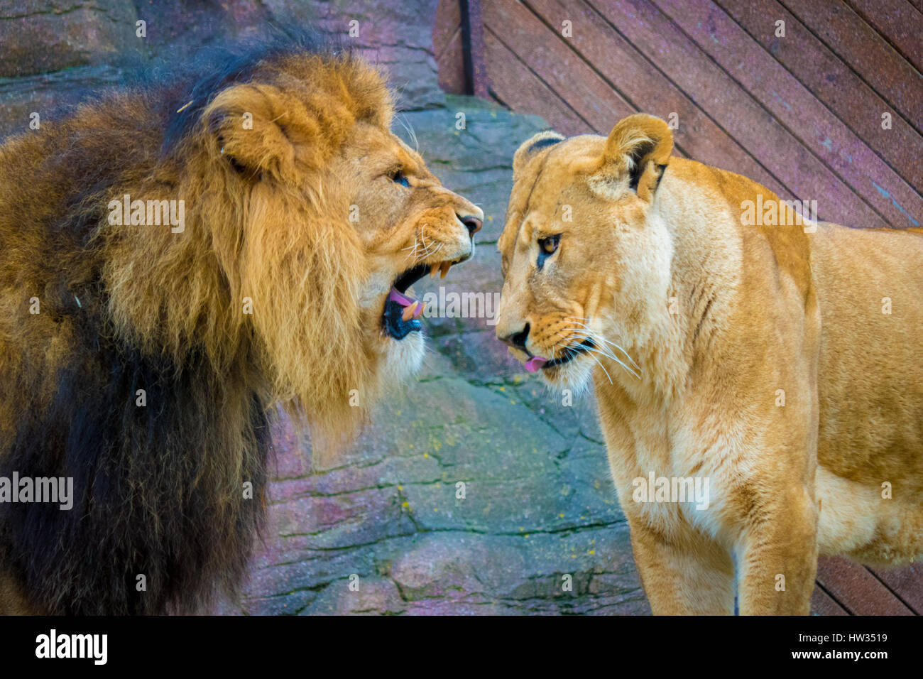 Colchester zoo lion hi-res stock photography and images - Alamy