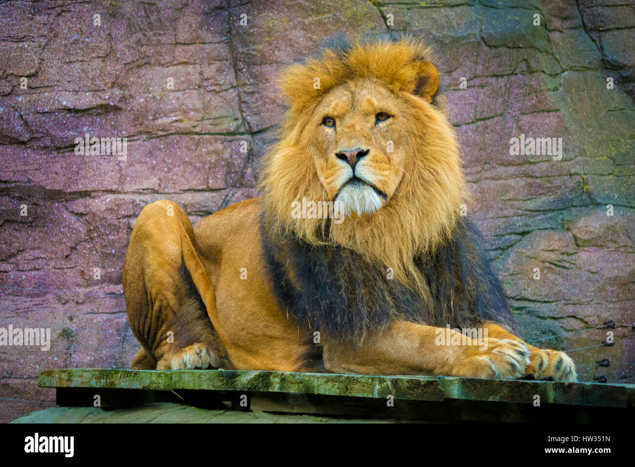 Colchester zoo lion hi-res stock photography and images - Alamy
