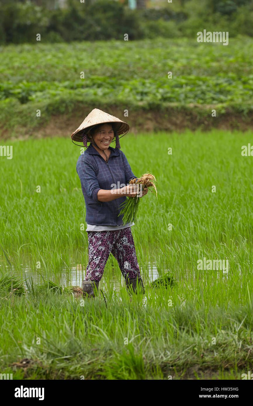 chinese rice field workers