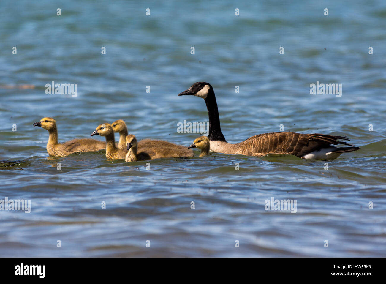 An adult and five young Canada Geese (Branta canadensis) swimming. Stock Photo