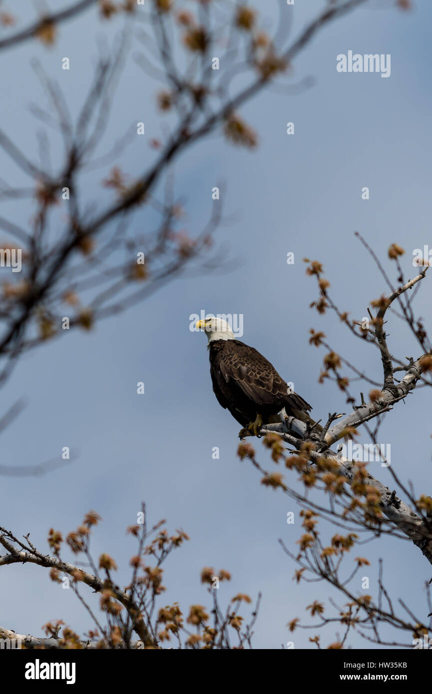 A bald eagle (Haliaeetus leucocephalus) calls from a tree in the spring. Stock Photo