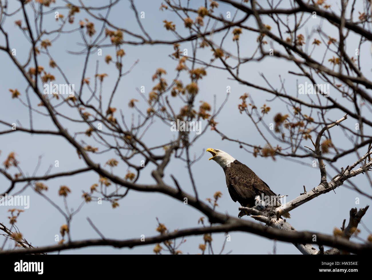 A bald eagle (Haliaeetus leucocephalus) calls from a tree in the spring. Stock Photo