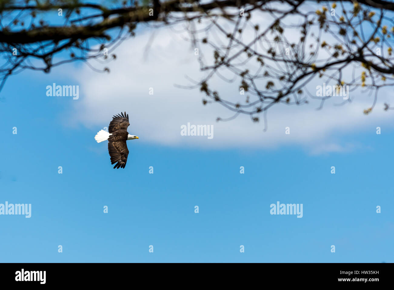 A bald eagle (Haliaeetus leucocephalus) soars against a cloudy sky, framed by tree branches. Stock Photo
