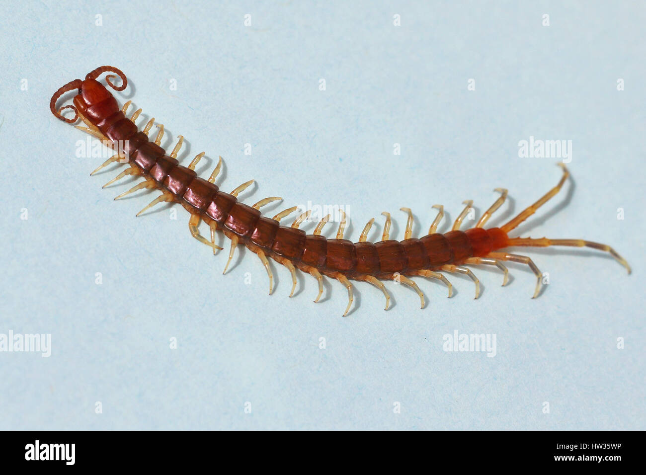 Horrible centipede on white surface Stock Photo