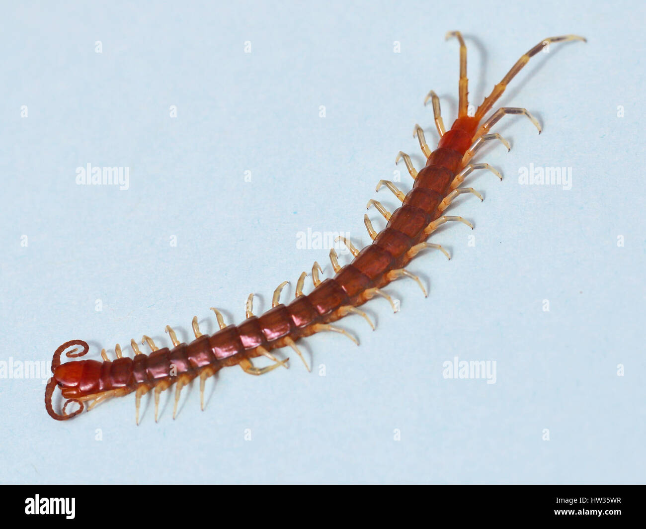 Horrible centipede on white surface Stock Photo