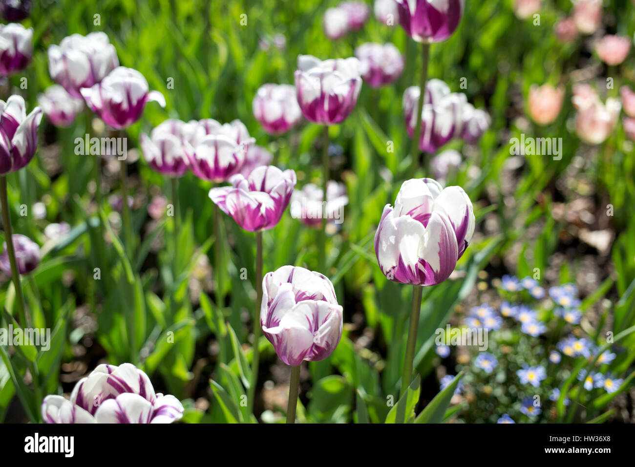Purple and white variegated tulips Stock Photo